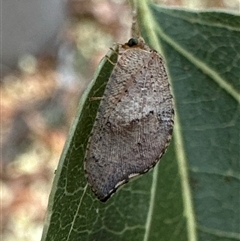 Drepanacra binocula (Notched brown lacewing) at Ainslie, ACT - 28 Nov 2024 by Pirom