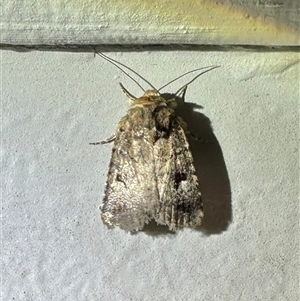 Thoracolopha verecunda (A Noctuid moth (Acronictinae)) at Ainslie, ACT by Pirom