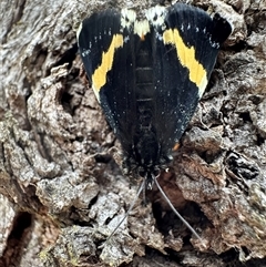 Eutrichopidia latinus (Yellow-banded Day-moth) at Denman Prospect, ACT - 15 Oct 2024 by Pirom