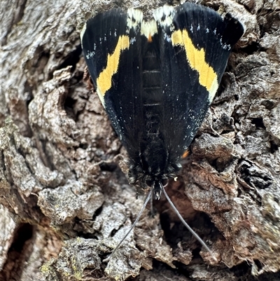 Eutrichopidia latinus (Yellow-banded Day-moth) at Denman Prospect, ACT - 15 Oct 2024 by Pirom