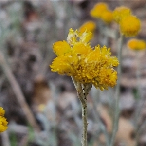 Chrysocephalum apiculatum (Common Everlasting) at Parkesbourne, NSW by trevorpreston