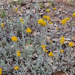 Chrysocephalum apiculatum at Parkesbourne, NSW - 29 Nov 2024 09:24 AM