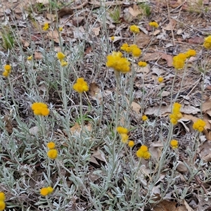 Chrysocephalum apiculatum at Parkesbourne, NSW - 29 Nov 2024