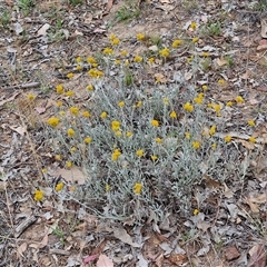 Chrysocephalum apiculatum at Parkesbourne, NSW - 29 Nov 2024