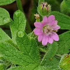 Geranium molle subsp. molle (Cranesbill Geranium) at Parkesbourne, NSW - 28 Nov 2024 by trevorpreston