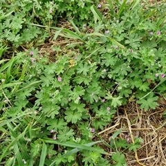 Geranium molle subsp. molle at Parkesbourne, NSW - 29 Nov 2024