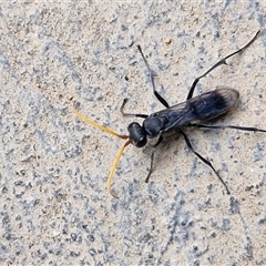 Fabriogenia sp. (genus) (Spider wasp) at Parkesbourne, NSW - 28 Nov 2024 by trevorpreston