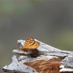 Heteronympha merope (Common Brown Butterfly) at Kambah, ACT - 29 Nov 2024 by LinePerrins