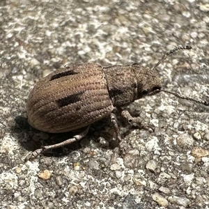 Eurymetopus birabeni (Weevil) at Parkes, ACT by Pirom