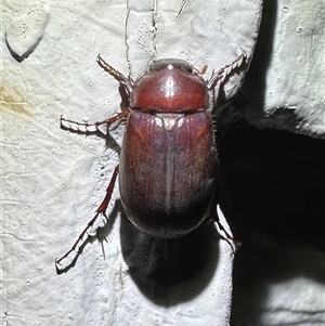 Sericesthis nigrolineata at Ainslie, ACT - 26 Nov 2024 08:42 PM