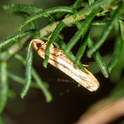 Philobota agnesella (A concealer moth) at Bungonia, NSW - 26 Nov 2024 by AlisonMilton