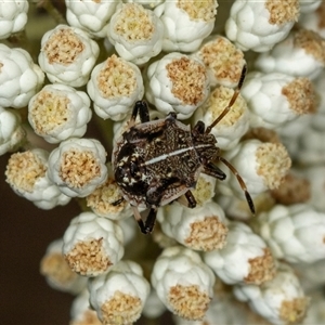 Oncocoris geniculatus (A shield bug) at Bungonia, NSW by AlisonMilton