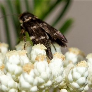 Heliothela (genus) at Bungonia, NSW - 26 Nov 2024