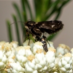 Heliothela (genus) at Bungonia, NSW - 26 Nov 2024