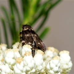 Heliothela (genus) at Bungonia, NSW - 26 Nov 2024