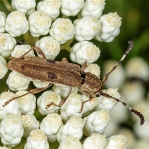 Pempsamacra tillides at Bungonia, NSW - 26 Nov 2024