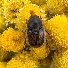 Automolius sp. (genus) (Scarab or Chafer beetle) at Ainslie, ACT - 28 Nov 2024 by Pirom