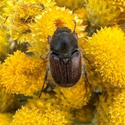 Automolius sp. (genus) (Scarab or Chafer beetle) at Ainslie, ACT - 28 Nov 2024 by Pirom