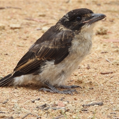 Cracticus torquatus (Grey Butcherbird) at Kambah, ACT - 29 Nov 2024 by LinePerrins