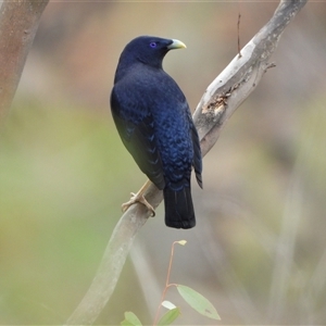 Ptilonorhynchus violaceus at Kambah, ACT - 29 Nov 2024 11:59 AM