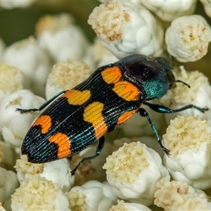 Castiarina livida at Bungonia, NSW - 26 Nov 2024