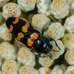 Castiarina livida at Bungonia, NSW - 26 Nov 2024