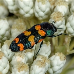 Castiarina livida at Bungonia, NSW - 26 Nov 2024