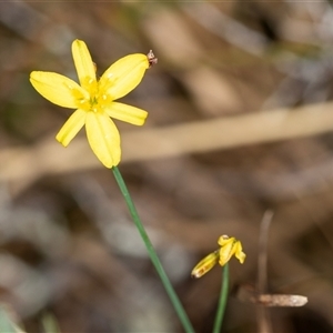 Tricoryne elatior (Yellow Rush Lily) at Bungonia, NSW by AlisonMilton