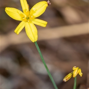 Tricoryne elatior at Bungonia, NSW - 26 Nov 2024