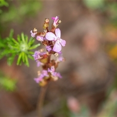 Stylidium sp. (Trigger Plant) at Bungonia, NSW - 26 Nov 2024 by AlisonMilton