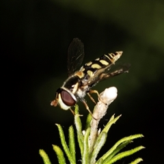 Simosyrphus grandicornis (Common hover fly) at Bungonia, NSW - 26 Nov 2024 by AlisonMilton