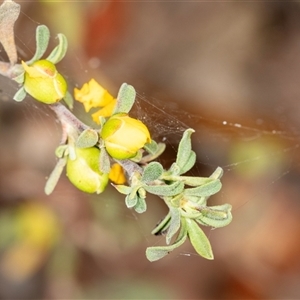 Hibbertia obtusifolia (Grey Guinea-flower) at Bungonia, NSW by AlisonMilton