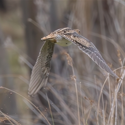 Gallinago hardwickii (Latham's Snipe) at Booth, ACT - 28 Nov 2024 by rawshorty