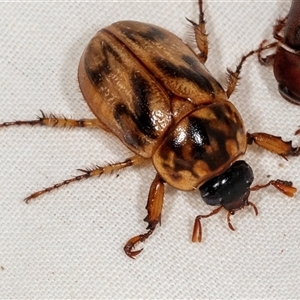 Cyclocephala signaticollis at Higgins, ACT - 29 Nov 2024 07:52 AM