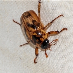 Cyclocephala signaticollis at Higgins, ACT - 29 Nov 2024 07:52 AM