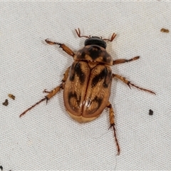 Cyclocephala signaticollis at Higgins, ACT - 29 Nov 2024 07:52 AM