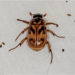 Cyclocephala signaticollis at Higgins, ACT - 29 Nov 2024