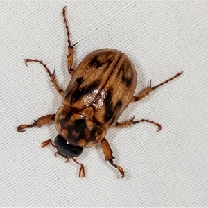 Cyclocephala signaticollis at Higgins, ACT - 29 Nov 2024