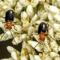 Adoxia benallae (Leaf beetle) at Bungonia, NSW - 26 Nov 2024 by AlisonMilton