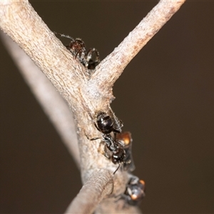 Formicidae (family) (Unidentified ant) at Bungonia, NSW by AlisonMilton