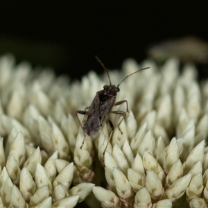 Lygaeidae (family) (Seed bug) at Bungonia, NSW by AlisonMilton