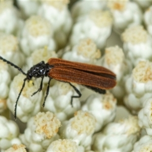 Porrostoma sp. (genus) at Bungonia, NSW - 26 Nov 2024