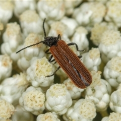 Porrostoma sp. (genus) at Bungonia, NSW - 26 Nov 2024