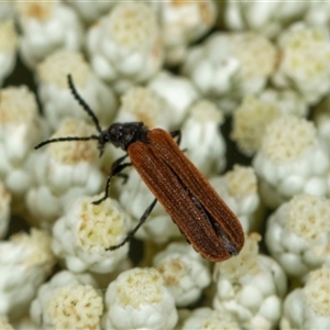 Porrostoma sp. (genus) at Bungonia, NSW - 26 Nov 2024