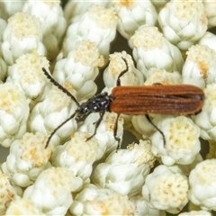 Porrostoma sp. (genus) at Bungonia, NSW - 26 Nov 2024