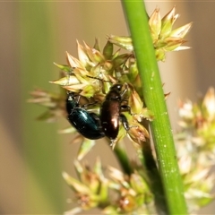 Altica sp. (genus) (Flea beetle) at Denman Prospect, ACT - 25 Nov 2024 by AlisonMilton