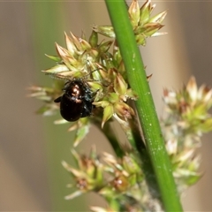 Altica sp. (genus) at Denman Prospect, ACT - 25 Nov 2024