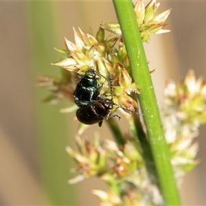 Altica sp. (genus) at Denman Prospect, ACT - 25 Nov 2024 01:54 PM