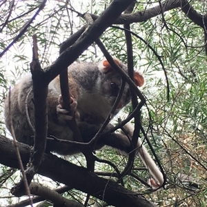 Pseudocheirus peregrinus (Common Ringtail Possum) at Cook, ACT by dwise