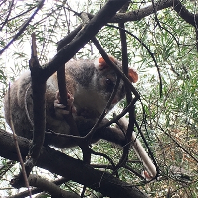 Pseudocheirus peregrinus (Common Ringtail Possum) at Cook, ACT - 29 Nov 2024 by dwise